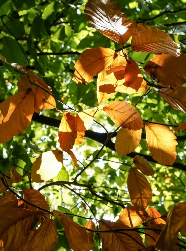 Golden beech leaves, Geesthacht, Germany