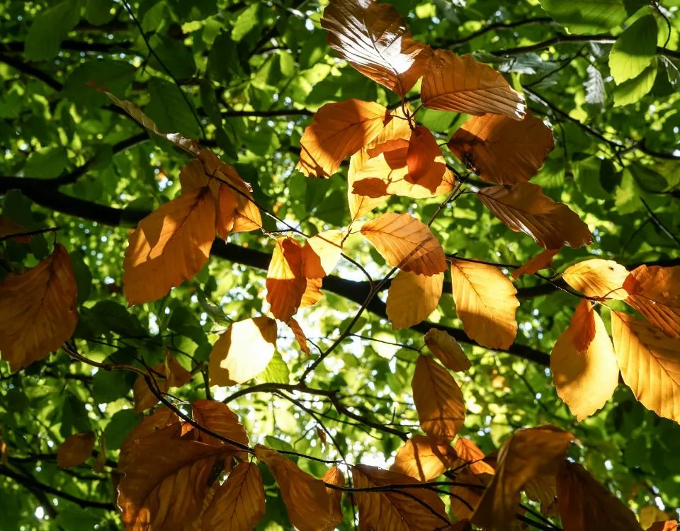 Beech trees turning copper in autumn