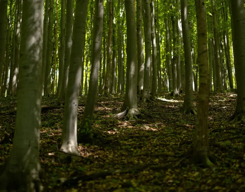 Beech trees in full summer leaf