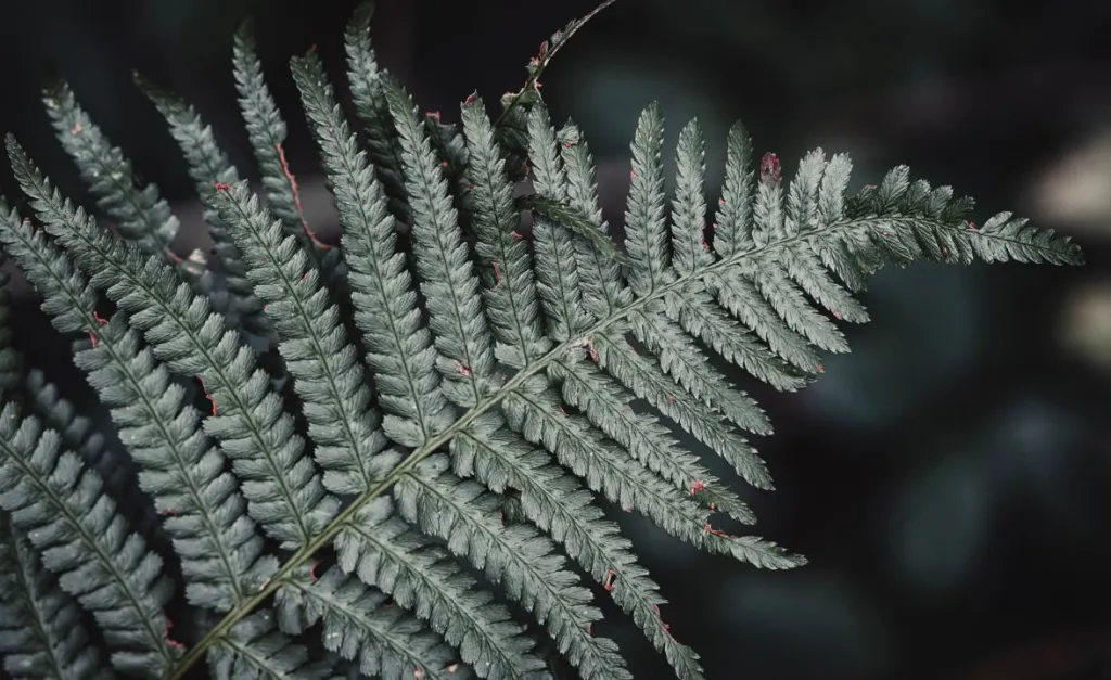 A young fern frond in close-up