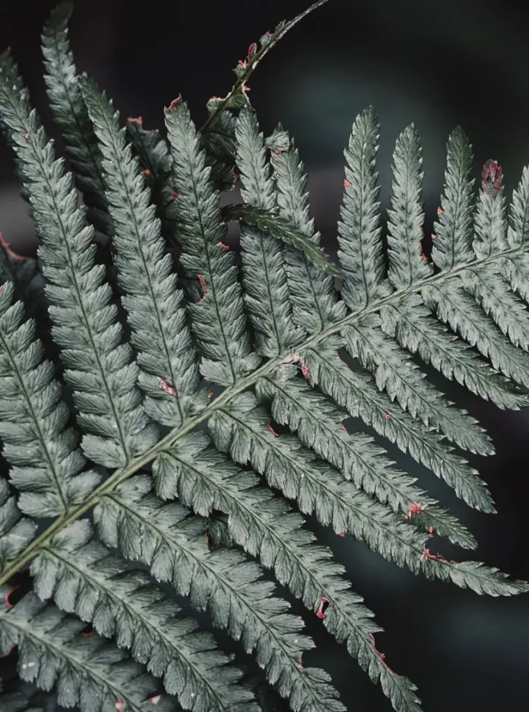 Fern in close-up