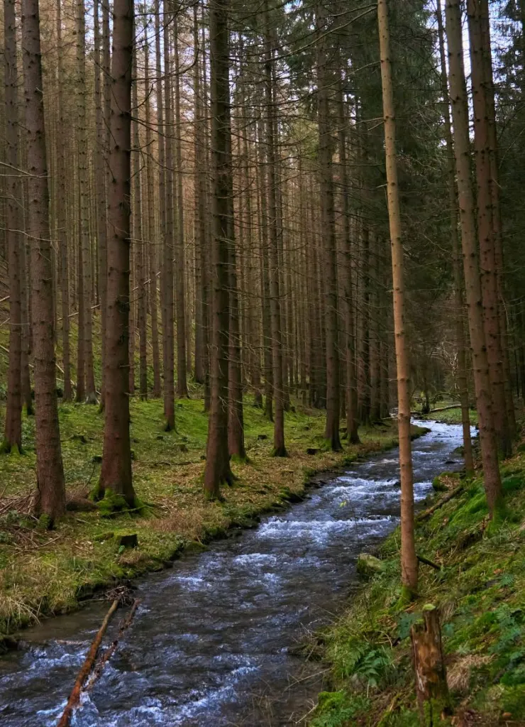 Forest stream, Germany