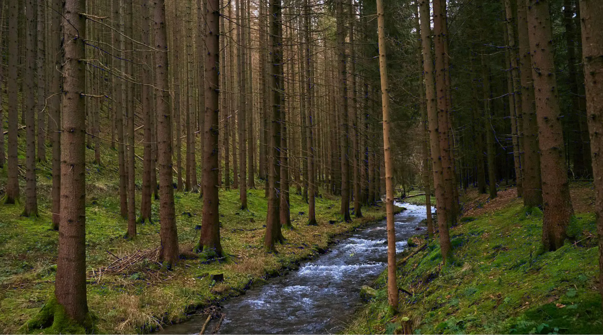 A stream running through a spruce forest