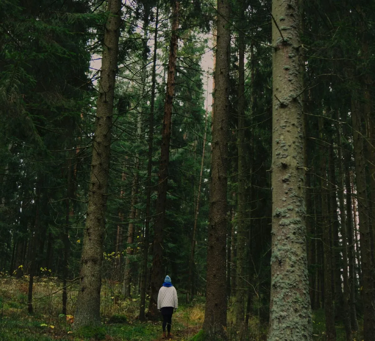 Walking a forest path