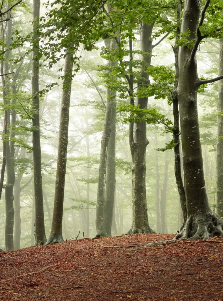 Misty forest, Switzerland