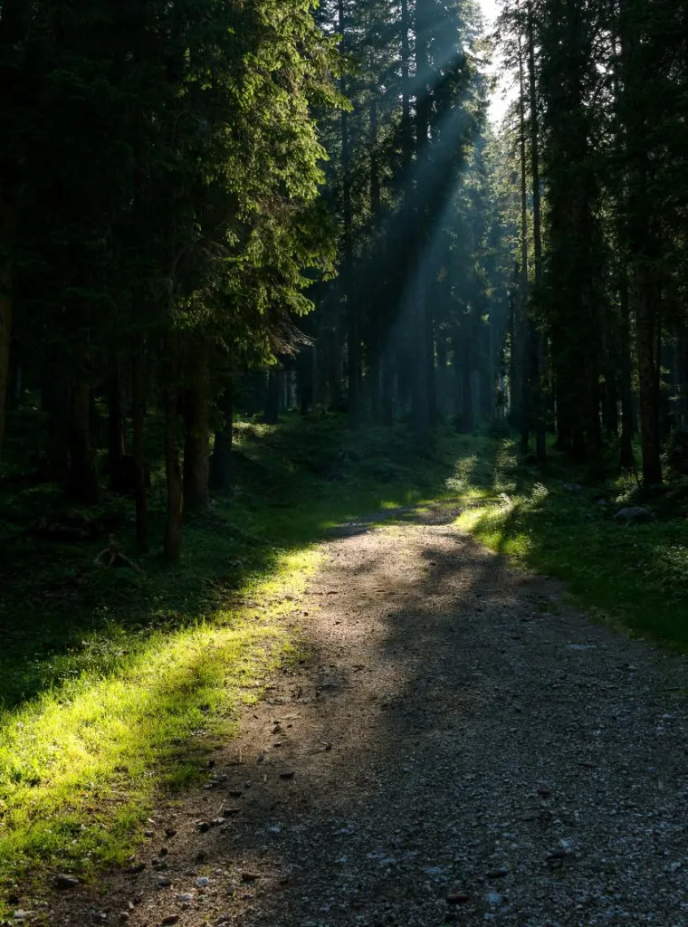 Path at Pokljuka, Slovenia