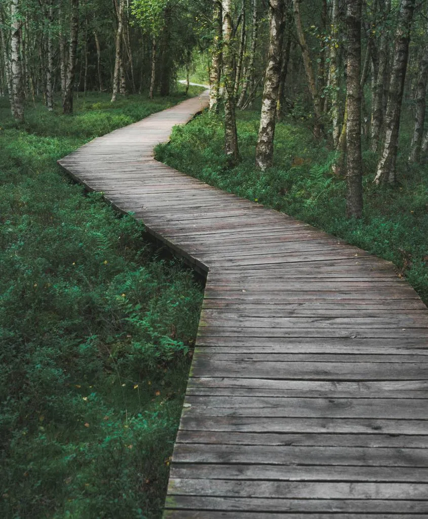 A timber boardwalk through the forest at Rotes Moor