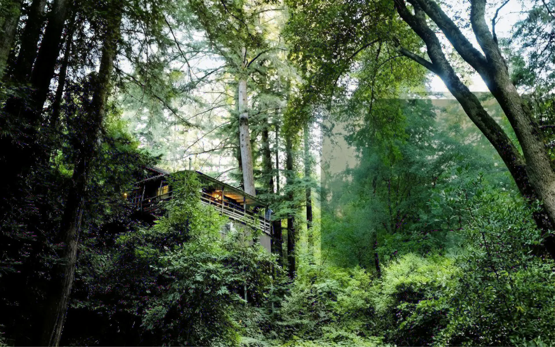 A timber lodge raised among tall forest trees